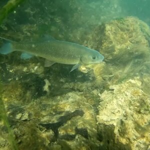 duden cayindaki baliklar 4 yil sonra geri dondu BUmC3Urx