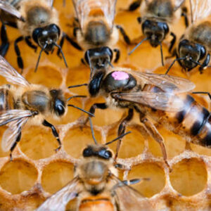 rizede ari felaketi GqZRcKfd