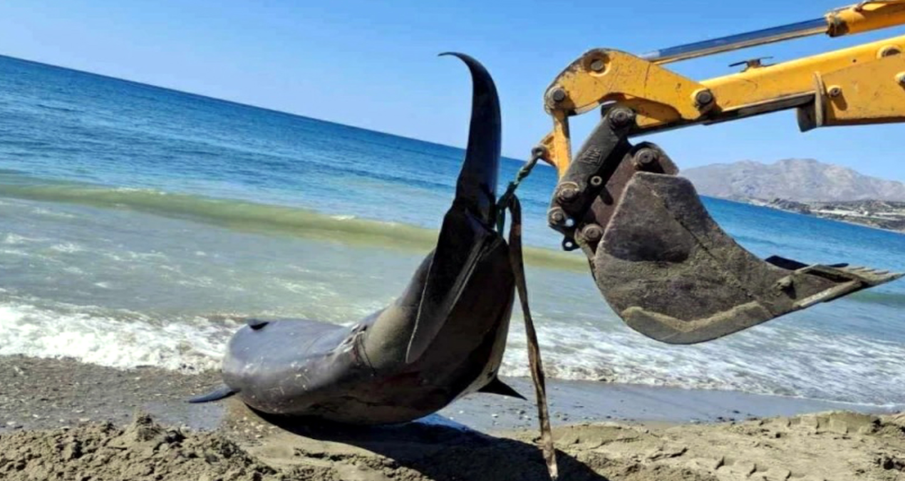 akdenizde dev balinalar turistik adanin kiyilarina vurdu Vll5Zkan