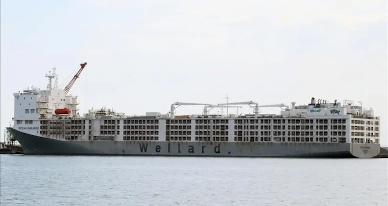 apar topar avrupanin kapisi calindi yil bitmeden yuz binlercesi turkiyeye gelecek y2P7pZHD