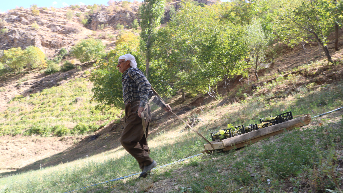 hakkaride 80 yasinda tonlarca uzumu kizakla tasiyor d6jzeUPT