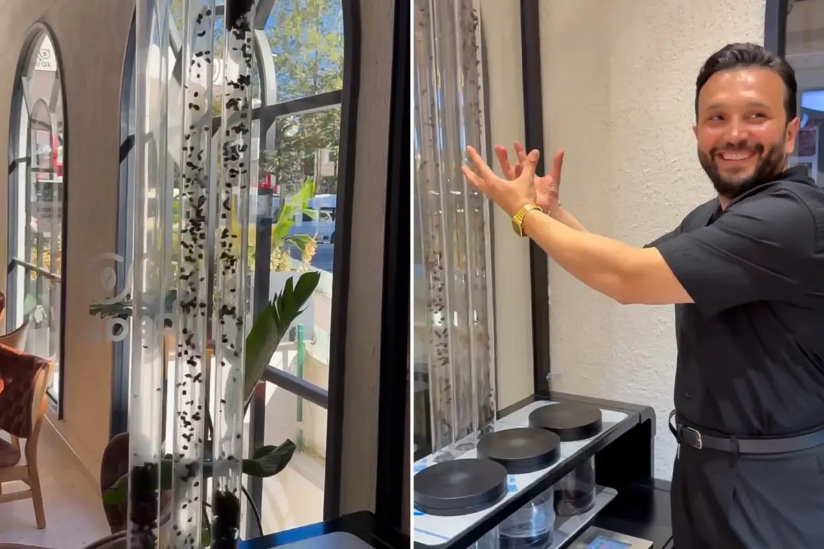 havada ucan kahve yunus cakmaktan kahveye gorsel solenli dokunus RL2eFH5K