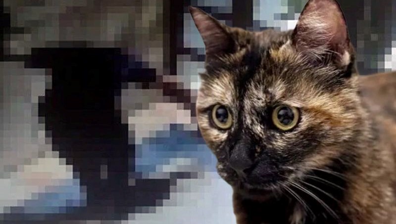 iskenceyle oldurulen cezvenin katiline indirimsiz 3 yil 8 ay hapis Fr9Bxk45