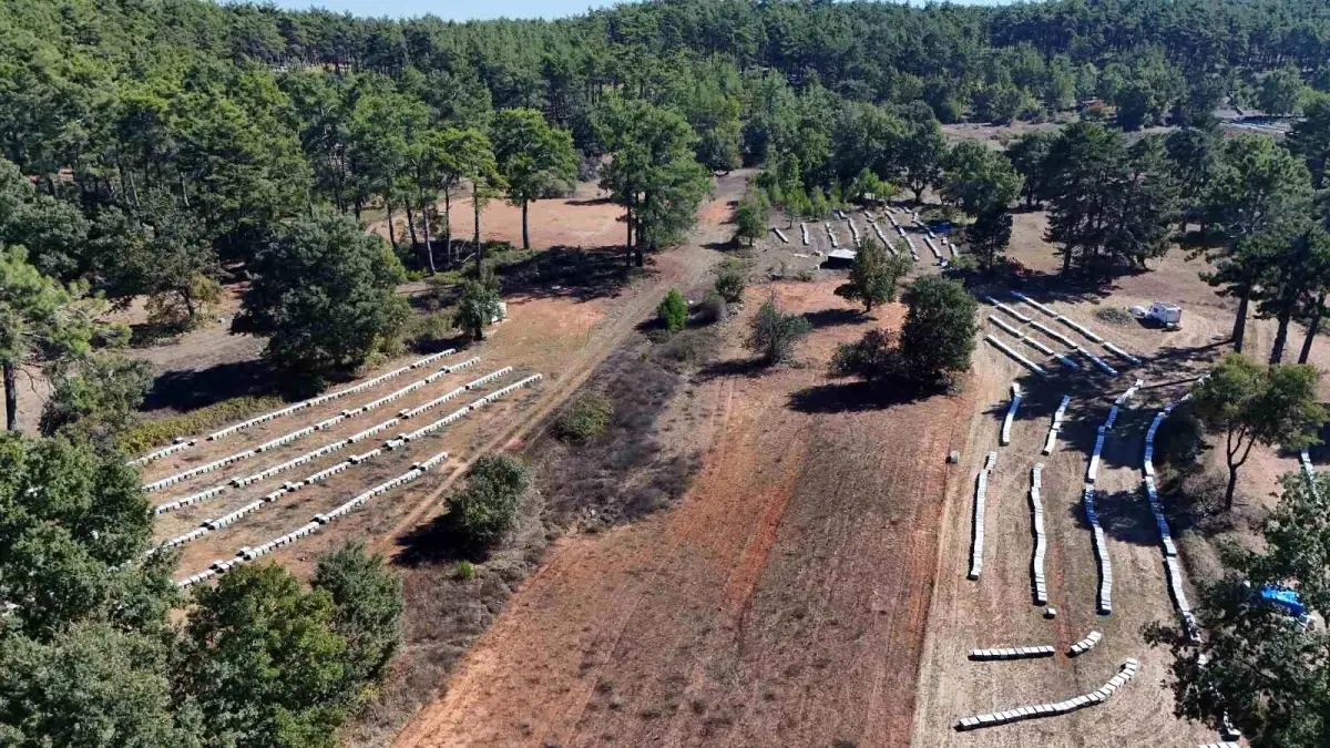 muglada cam bali rekoltesi 20 bin ton bekleniyor sOxSfKzt.jpg