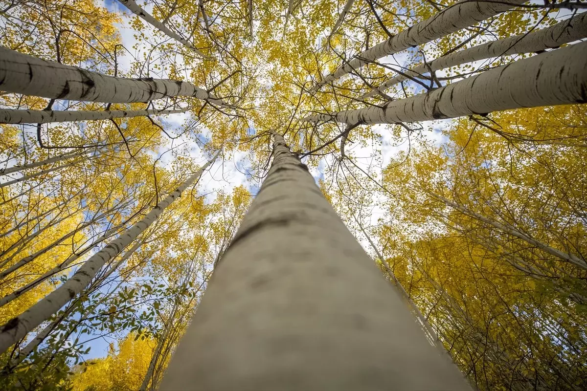 sonbaharin renk cumbusu tunceli ormanlari Sq7sfd5u.jpg