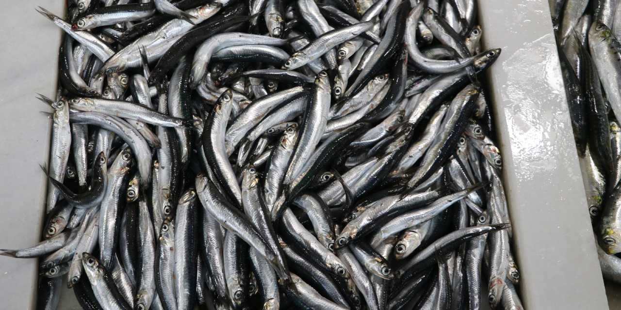 hamsi tezgahlardaki yerini aldi fiyati belli oldu q9yuYUN3.jpg