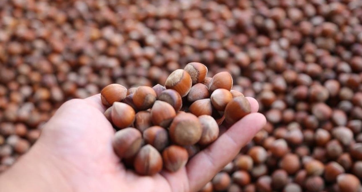 turkiye findik ihracatindan 10 ayda 18 milyar dolarlik gelir jYmIQXgY.jpg