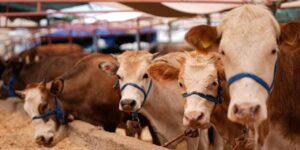 kurban-bayrami-onlemleri-cezalar-agir-gzh9dxTv